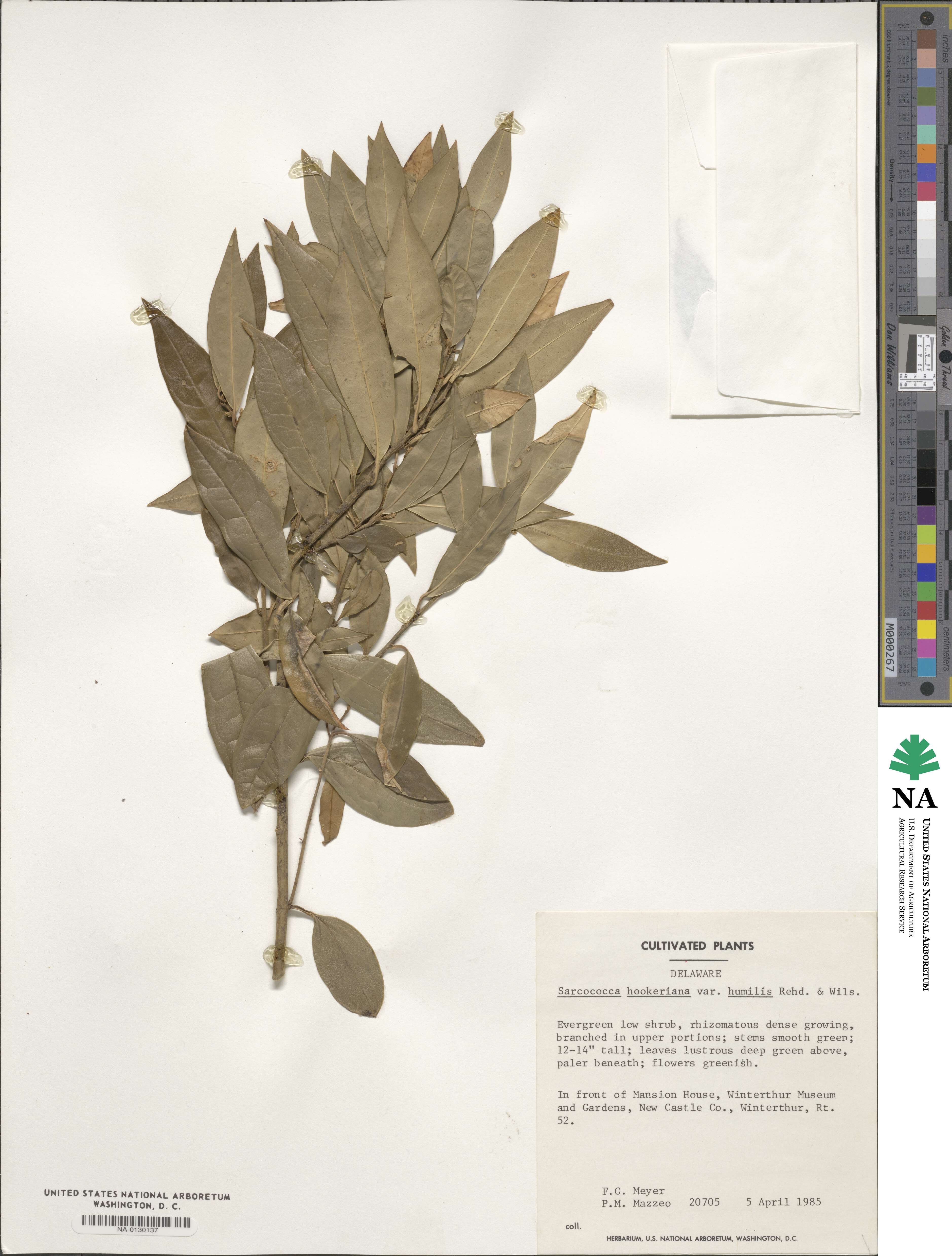 Sarcococca hookeriana image