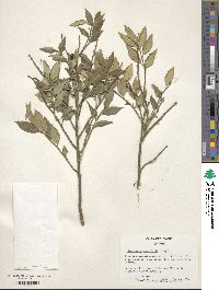 Sarcococca ruscifolia image