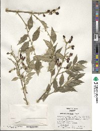 Sarcococca ruscifolia image