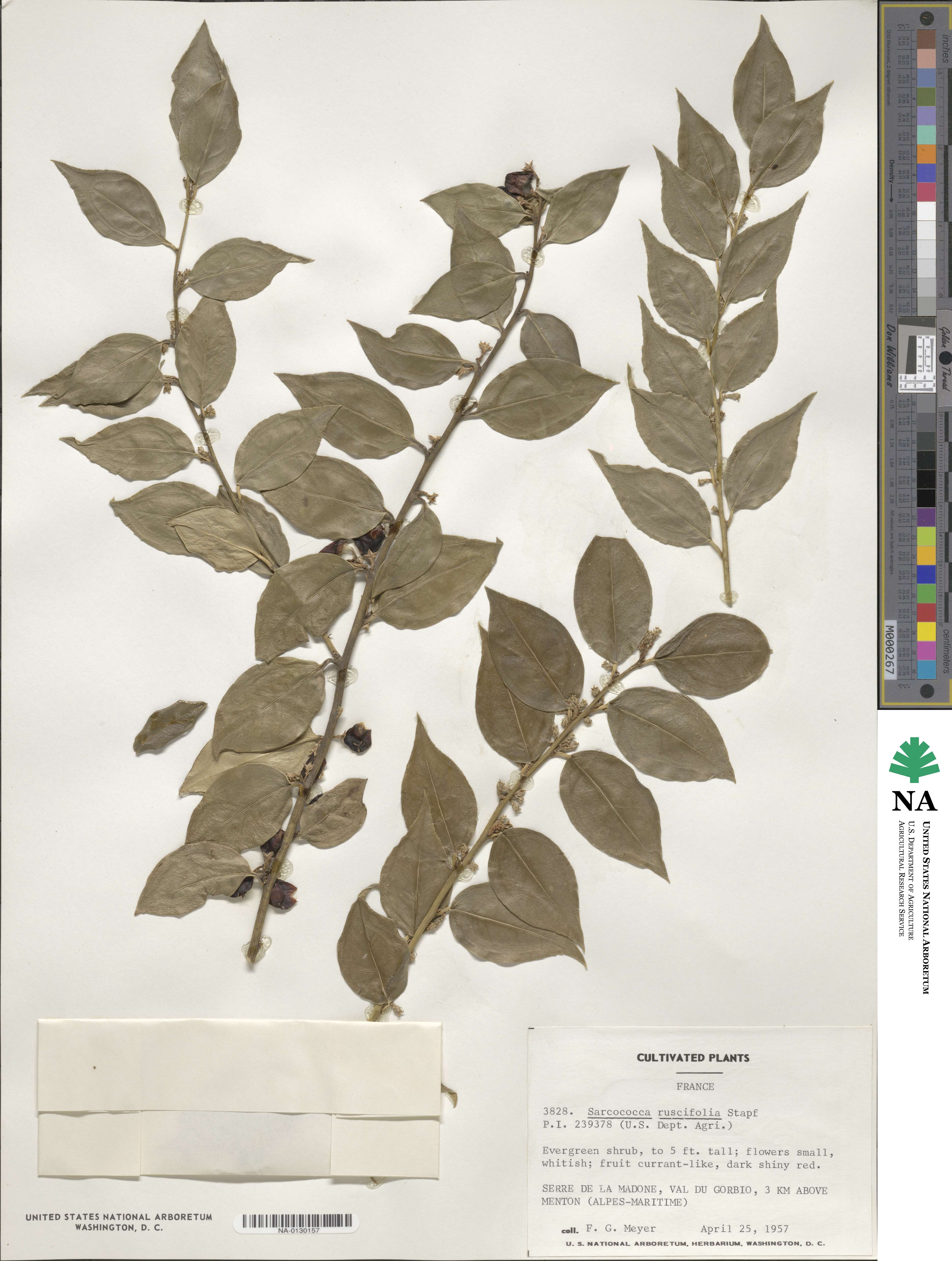 Sarcococca ruscifolia image