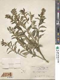 Sarcococca ruscifolia image