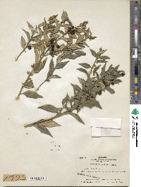 Sarcococca ruscifolia image