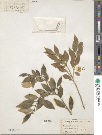 Sarcococca saligna image