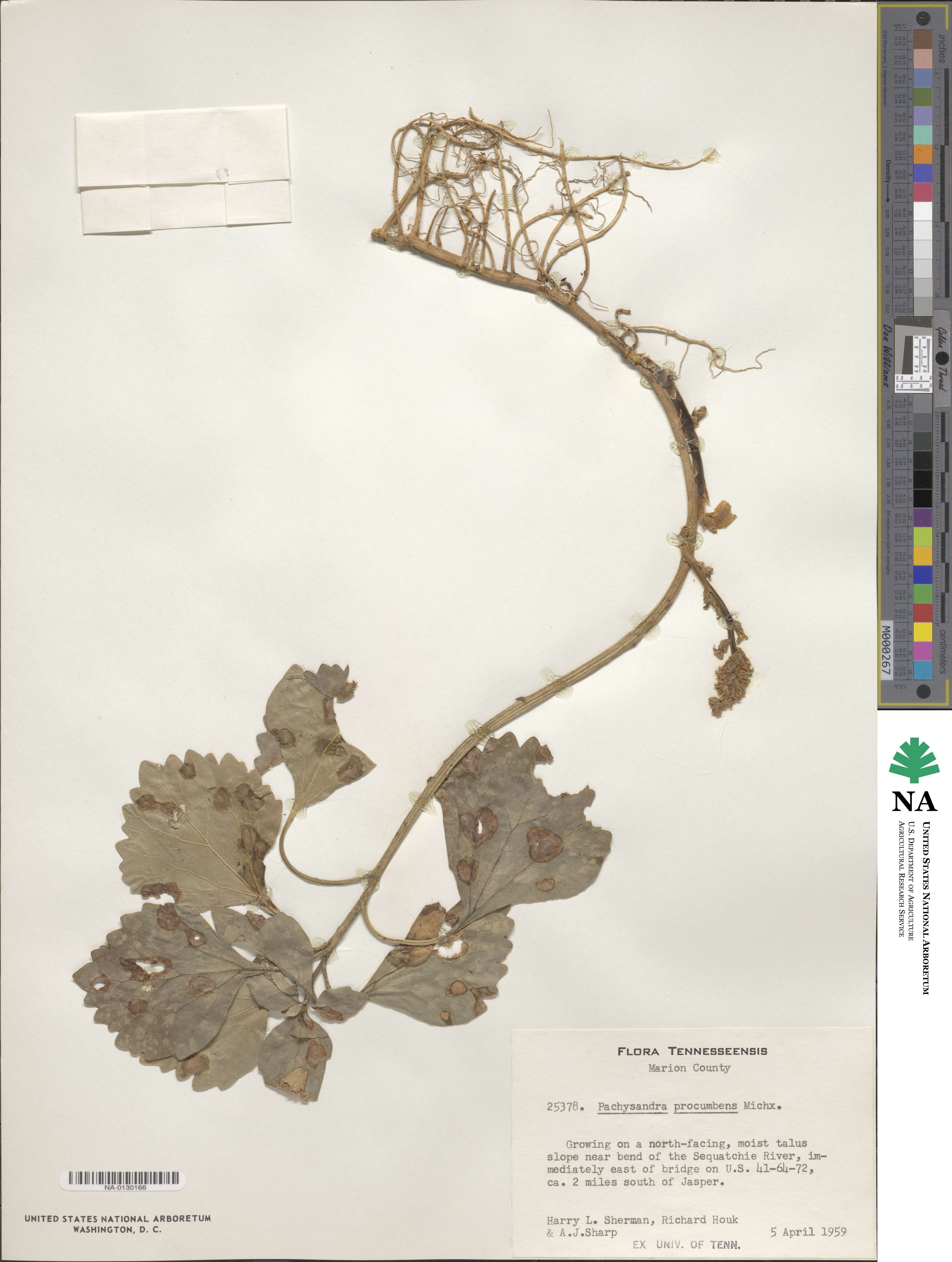 Pachysandra procumbens image