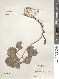 Pachysandra procumbens image