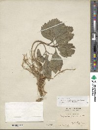 Pachysandra procumbens image