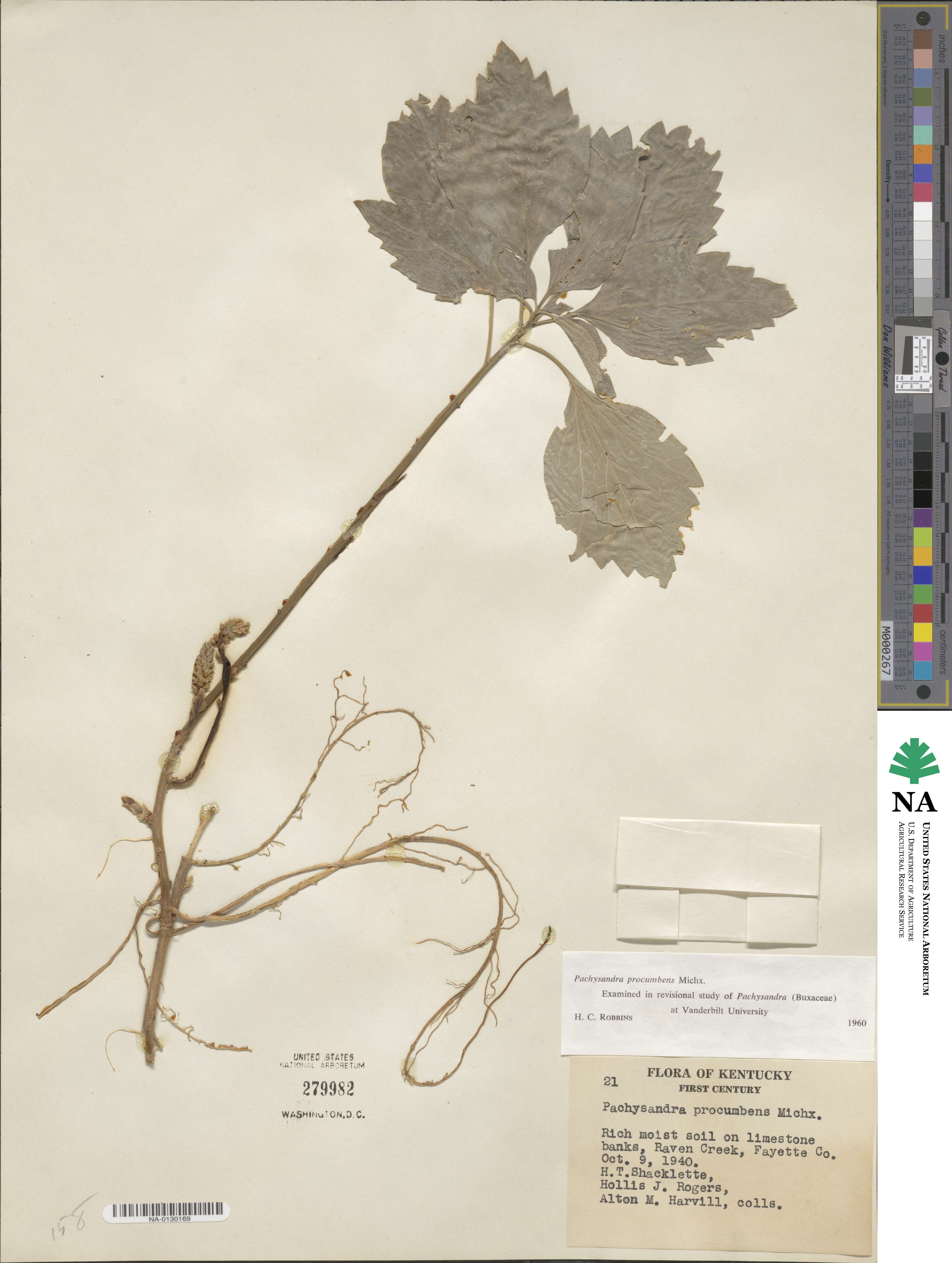 Pachysandra procumbens image