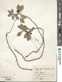 Pachysandra terminalis image