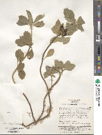 Pachysandra terminalis image