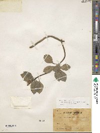 Pachysandra terminalis image