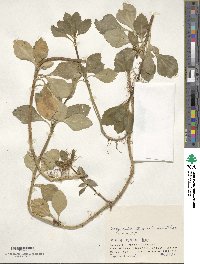 Pachysandra terminalis image