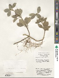 Pachysandra terminalis image