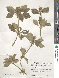 Pachysandra terminalis image