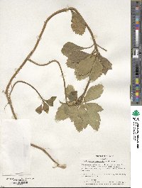 Pachysandra terminalis image