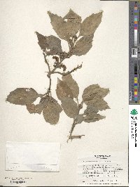 Pachysandra axillaris image