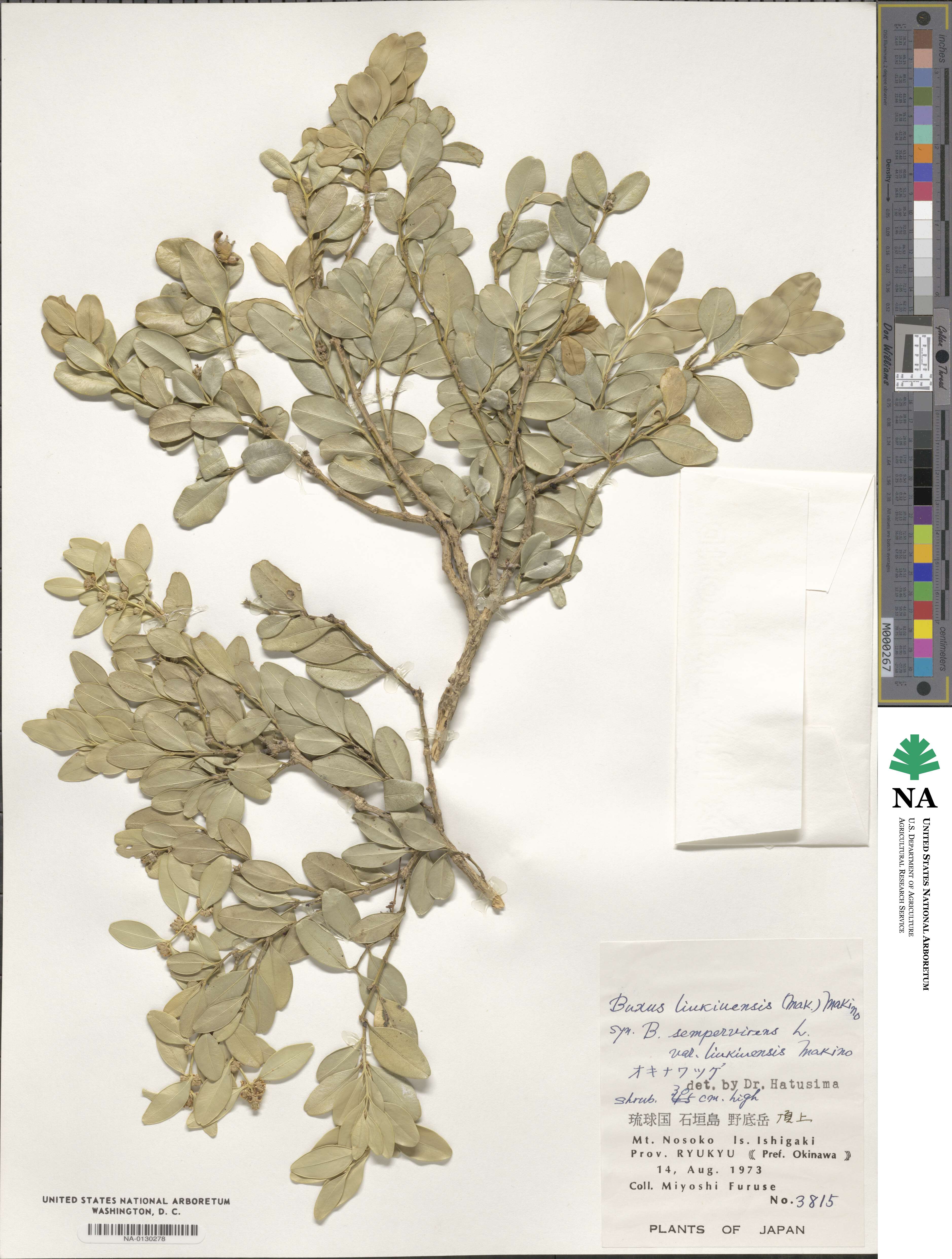 Buxus liukiuensis image