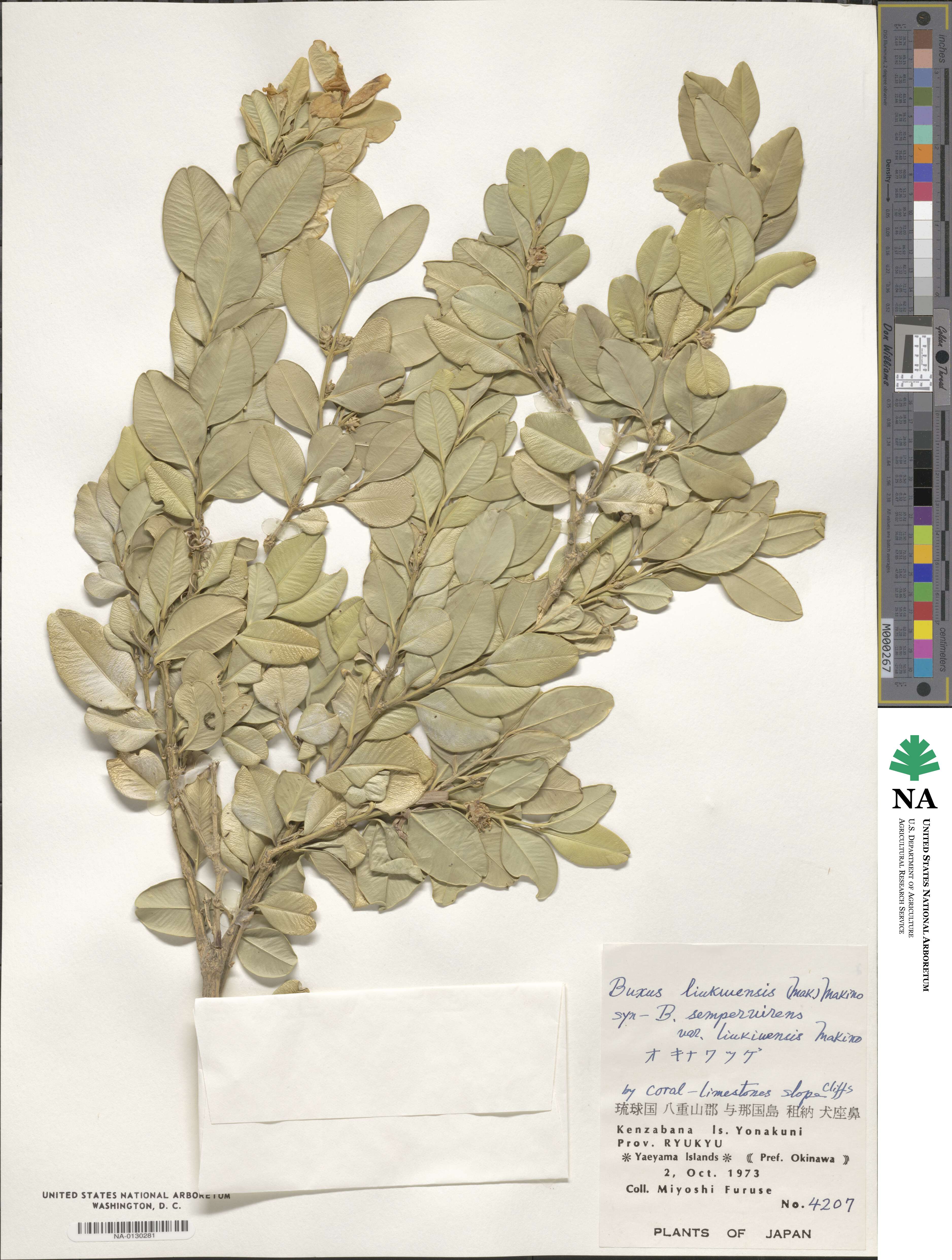 Buxus liukiuensis image