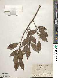 Ilex memecylifolia image