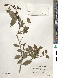 Ilex memecylifolia image