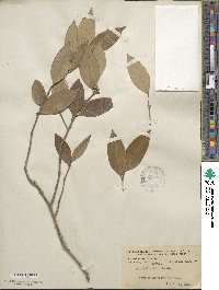 Ilex memecylifolia image