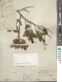 Ilex memecylifolia image