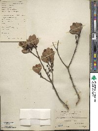 Ilex memecylifolia image