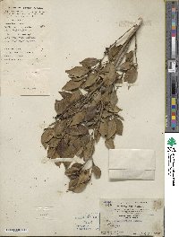 Ilex memecylifolia image