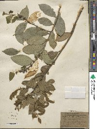 Ilex memecylifolia image