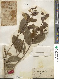 Ilex memecylifolia image