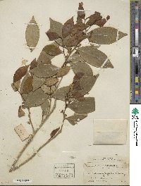 Ilex memecylifolia image