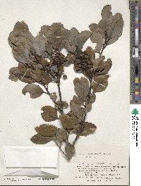 Ilex mertensii image