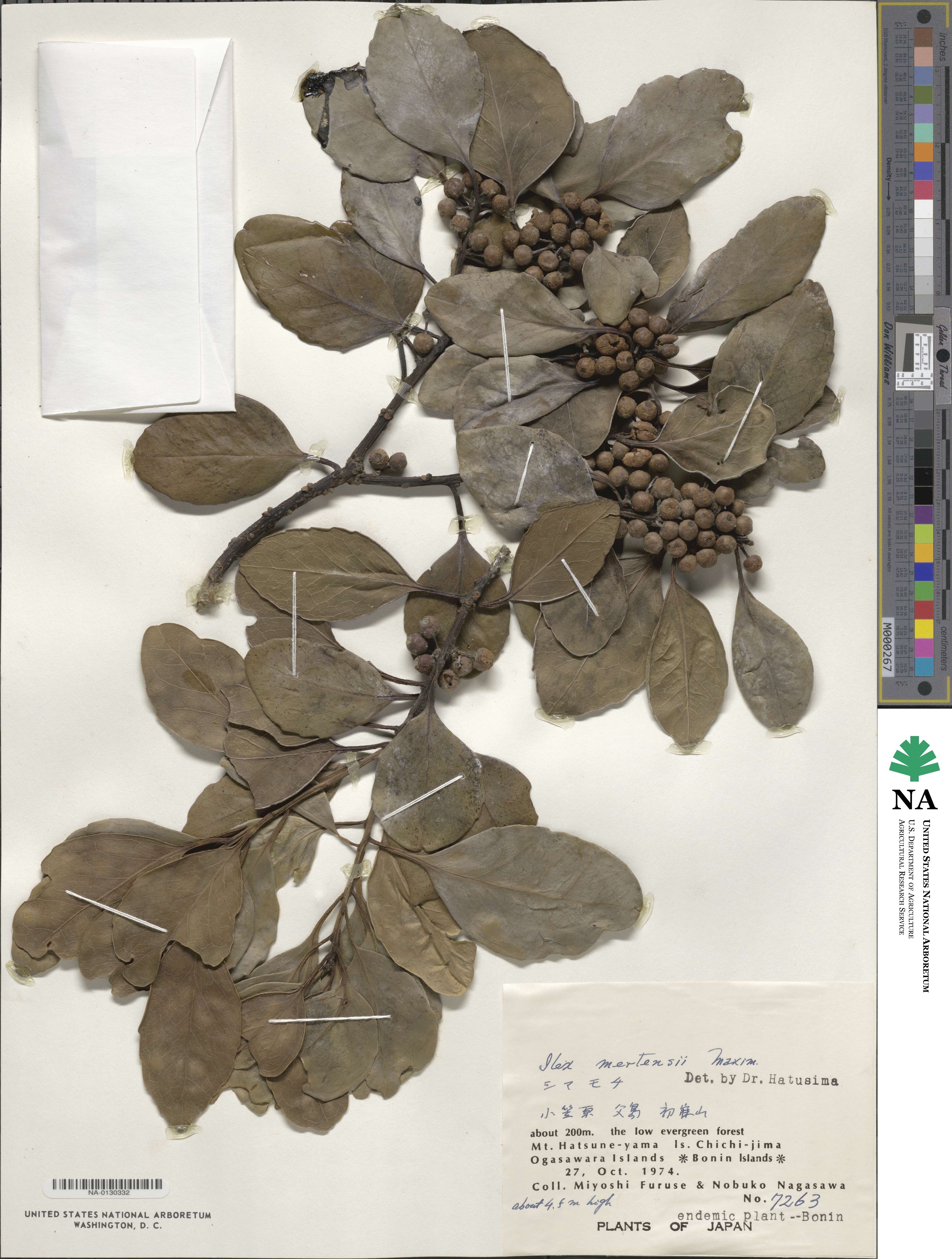 Ilex mertensii image