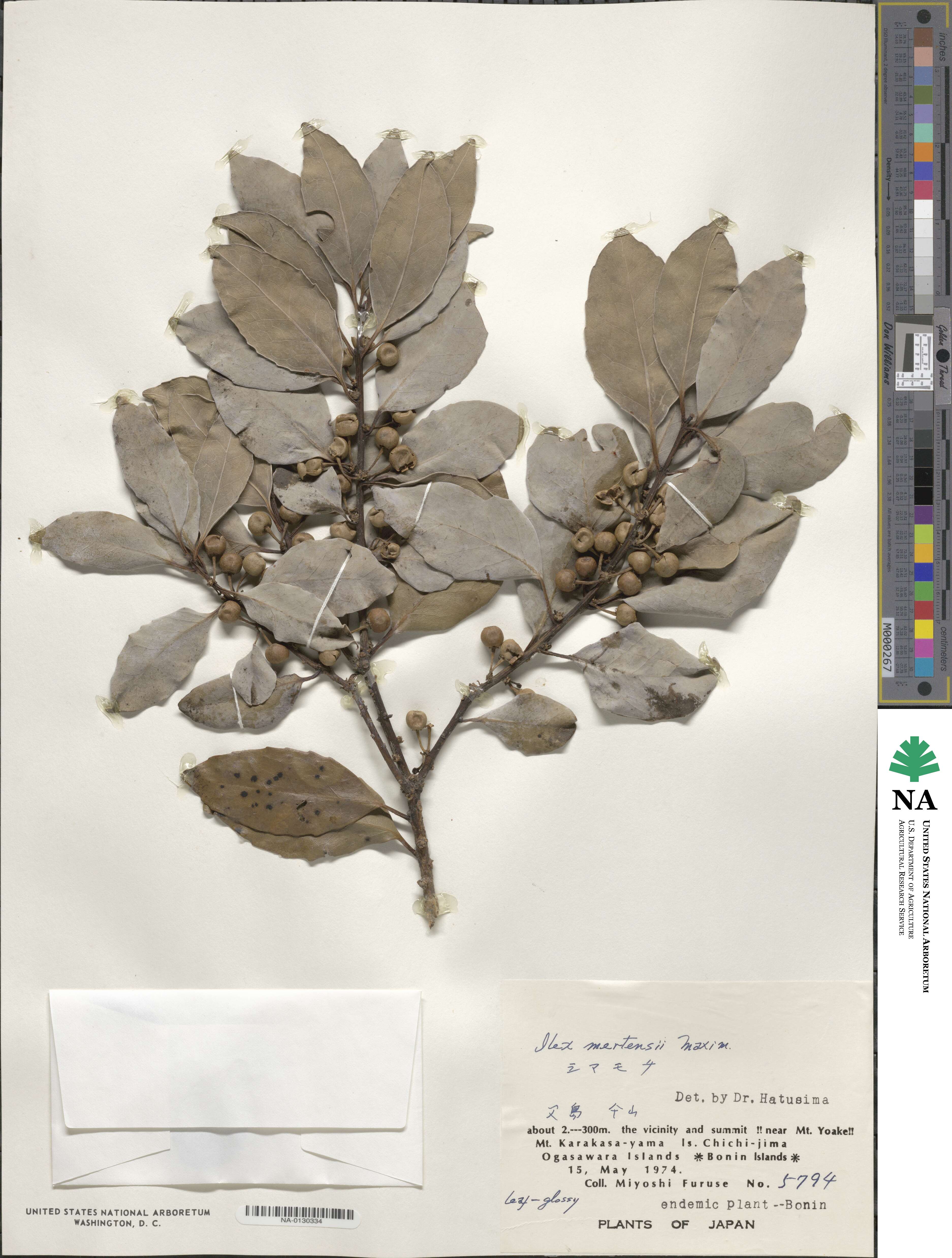 Ilex mertensii image