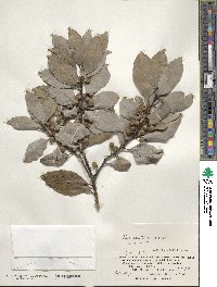 Ilex mertensii image