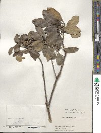 Ilex mertensii image