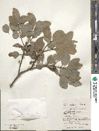 Ilex mertensii image