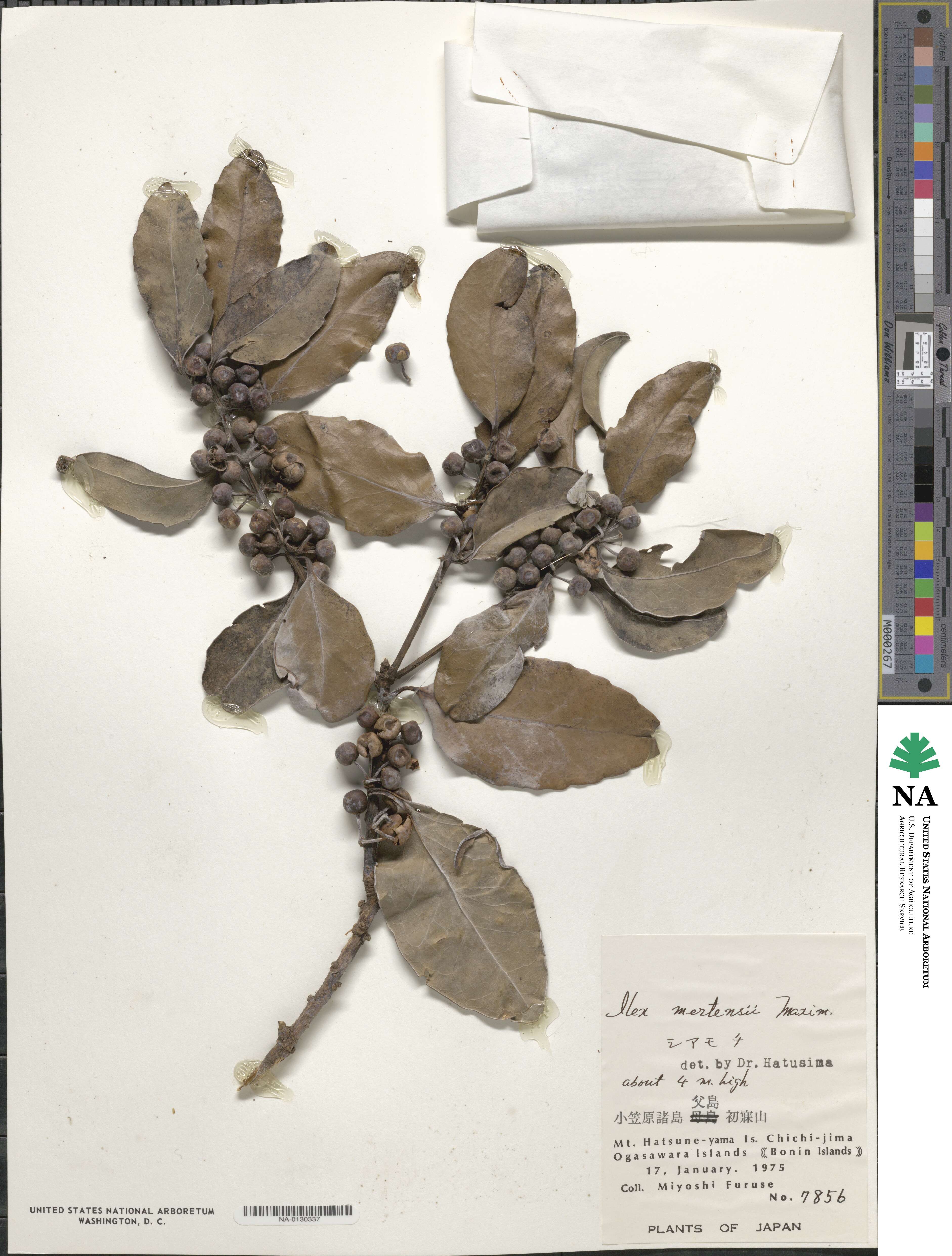 Ilex mertensii image