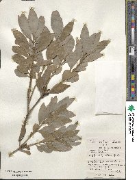 Ilex mertensii image