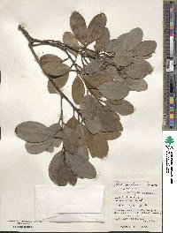 Ilex mertensii image