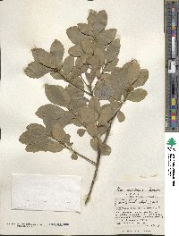 Ilex mertensii image