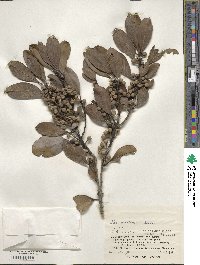 Ilex mertensii image