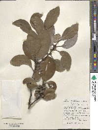 Ilex mertensii image