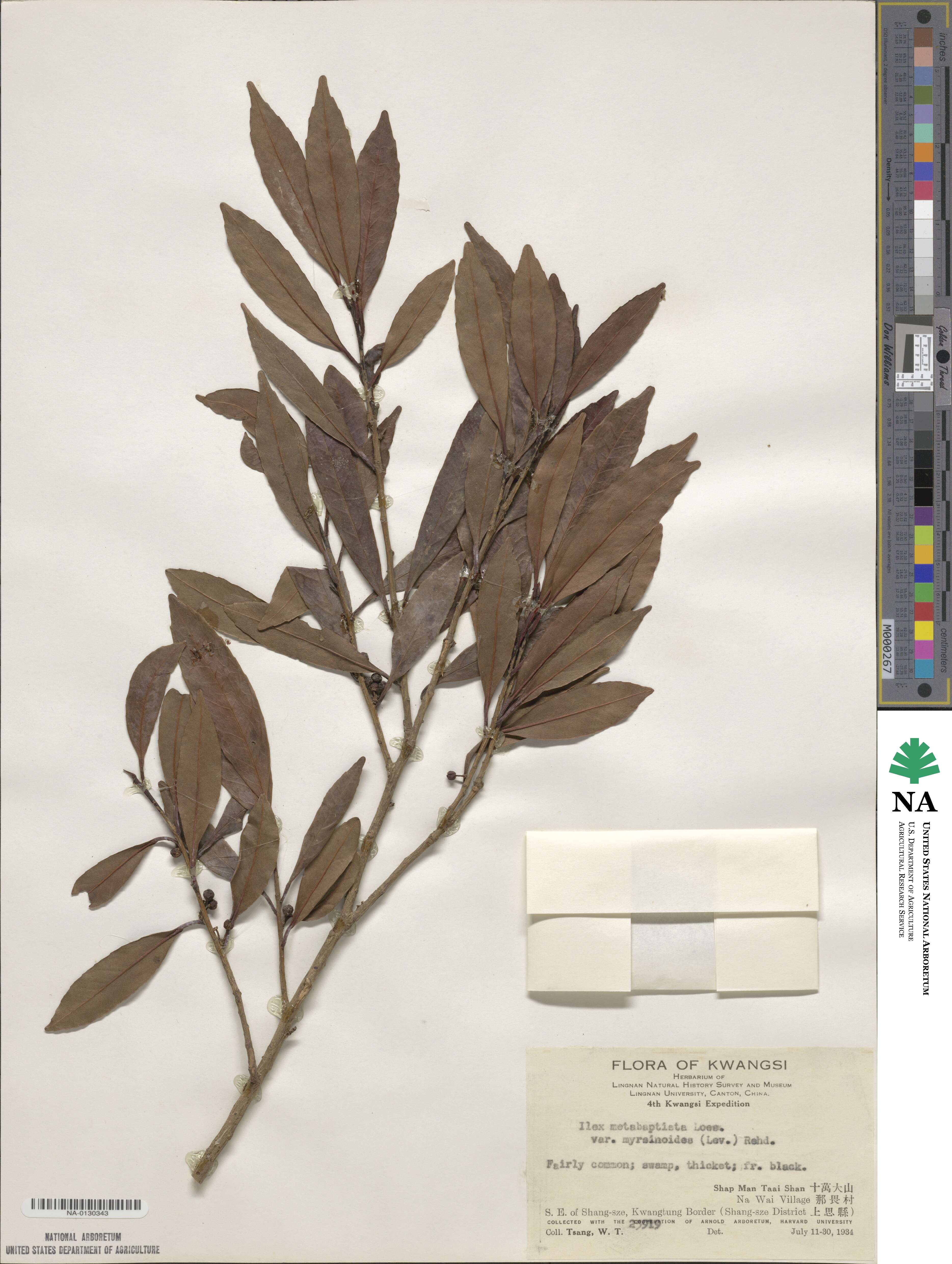 Ilex metabaptista image