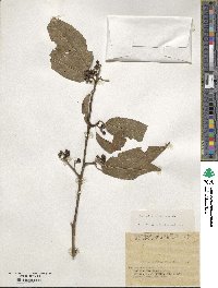 Ilex micrococca image