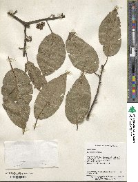 Ilex micrococca image