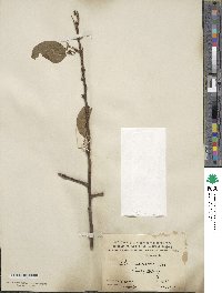 Ilex micrococca image