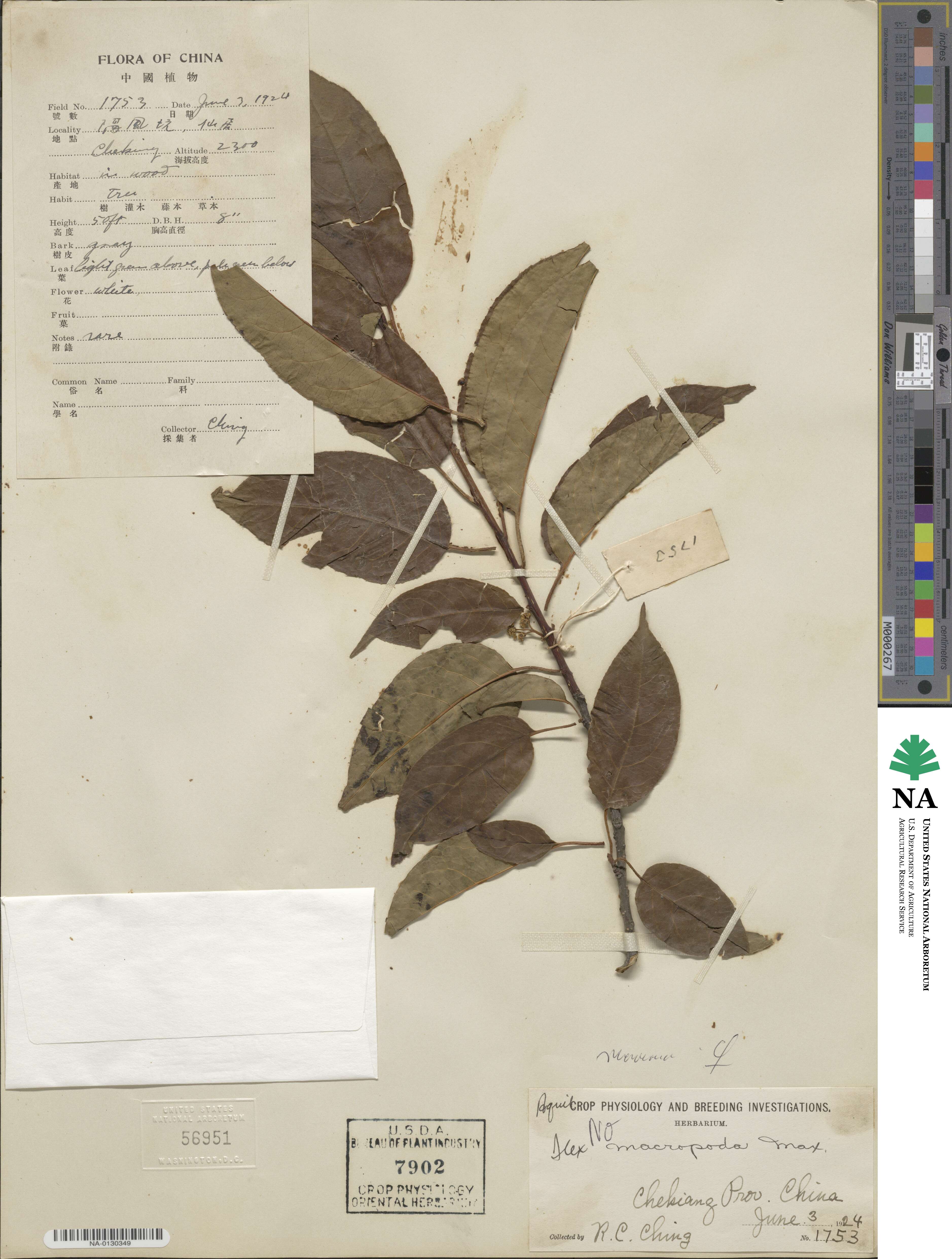 Ilex micrococca image