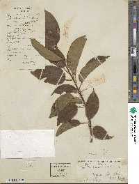 Ilex micrococca image