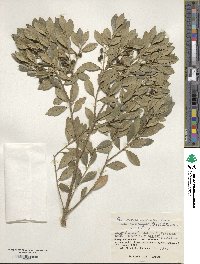 Ilex triflora var. kanehirai image