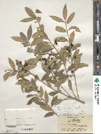 Ilex triflora var. kanehirai image